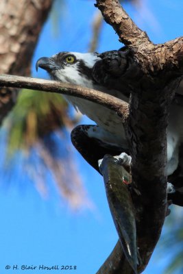 Western Osprey (Pandion haliaetus)