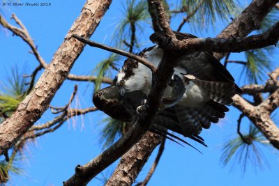 Western Osprey (Pandion haliaetus)