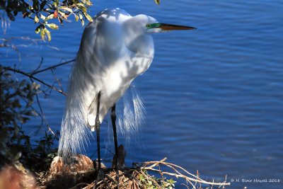 Great Egret (Ardea alba)