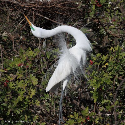 Great Egret (Ardea alba)
