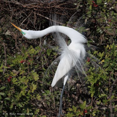 Great Egret (Ardea alba)