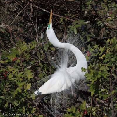 Great Egret Breeding Display