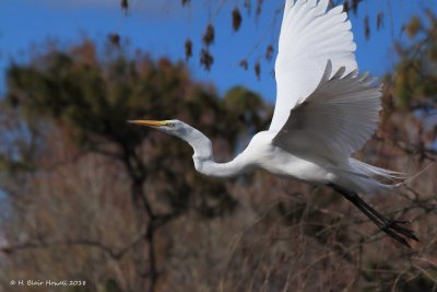 Great Egret (Ardea alba)