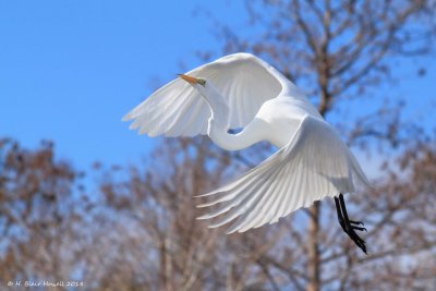 Great Egret (Ardea alba)