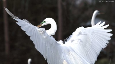 Great Egret (Ardea alba)