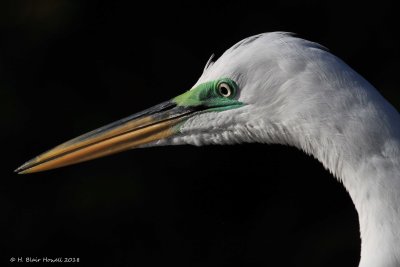 Great Egret (Ardea alba)