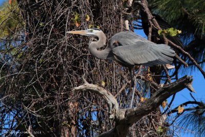 Great Blue Heron (Ardea herodias)