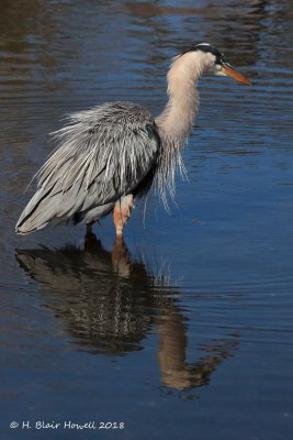 Great Blue Heron (Ardea herodias) - A good shake 2