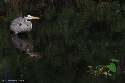 Great Blue Heron (Ardea herodias)