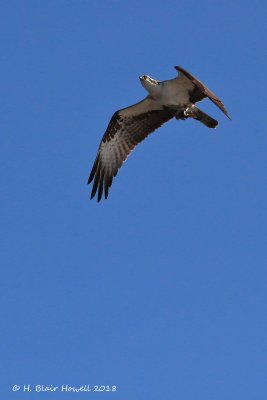 Western Osprey (Pandion haliaetus)