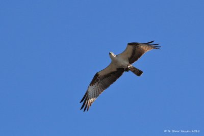Western Osprey (Pandion haliaetus)