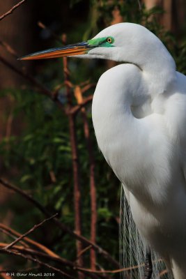 Great Egret (Ardea alba)