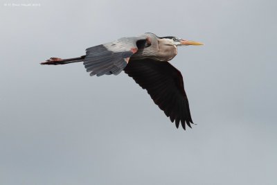 Great Blue Heron (Ardea herodias)