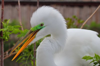 Great Egret (Ardea alba)