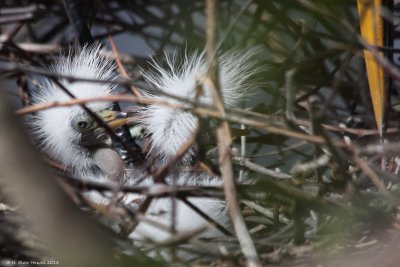 g_egret_babies