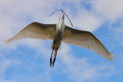 Great Egret (Ardea alba)