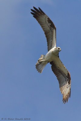 Western Osprey (Pandion haliaetus)