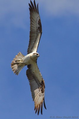 Western Osprey (Pandion haliaetus)