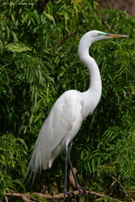 Great Egret (Ardea alba)