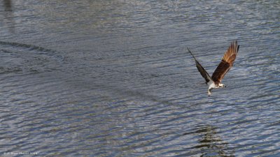 Western Osprey (Pandion haliaetus)