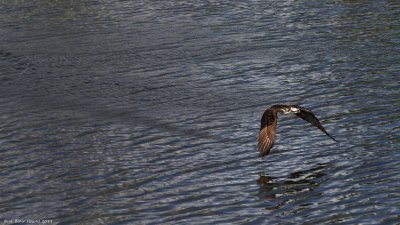 Western Osprey (Pandion haliaetus)