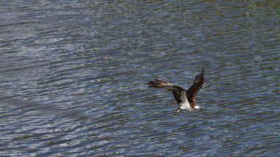 Western Osprey (Pandion haliaetus)