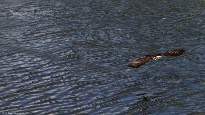 Western Osprey (Pandion haliaetus)