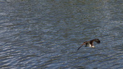 Western Osprey (Pandion haliaetus)