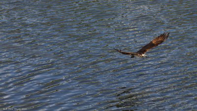 Western Osprey (Pandion haliaetus)