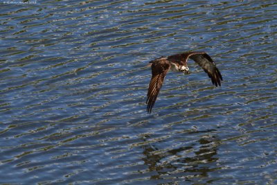 Western Osprey (Pandion haliaetus)