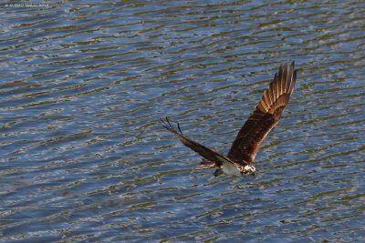 Western Osprey (Pandion haliaetus)