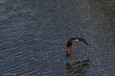 Western Osprey (Pandion haliaetus)