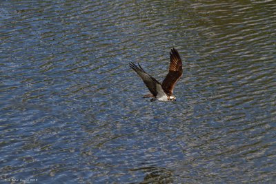 Western Osprey (Pandion haliaetus)