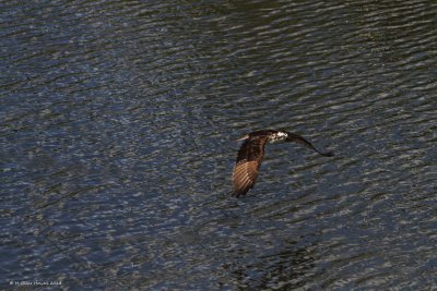 Western Osprey (Pandion haliaetus)