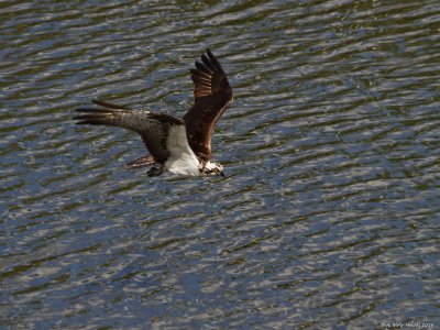 Western Osprey (Pandion haliaetus)