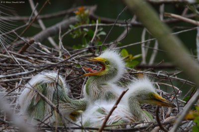 Great Egret (Ardea alba) - 14 days old