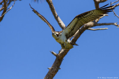 Western Osprey (Pandion haliaetus)