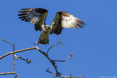 Western Osprey (Pandion haliaetus)