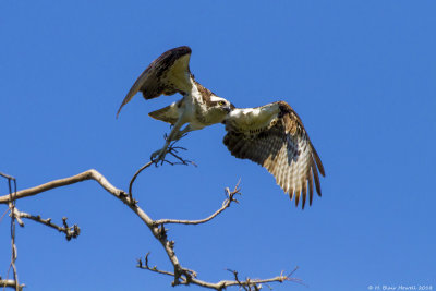 Western Osprey (Pandion haliaetus)