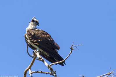 Western Osprey (Pandion haliaetus)