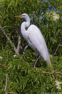 Great Egret (Ardea alba)