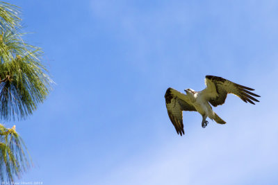 Western Osprey (Pandion haliaetus)