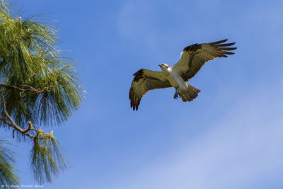 Western Osprey (Pandion haliaetus)