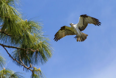 Western Osprey (Pandion haliaetus)