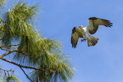 Western Osprey (Pandion haliaetus)