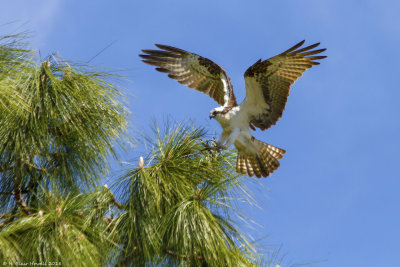 Western Osprey (Pandion haliaetus)