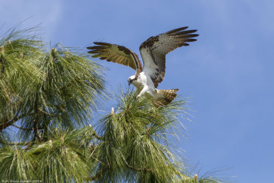 Western Osprey (Pandion haliaetus)