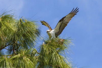 Western Osprey (Pandion haliaetus)