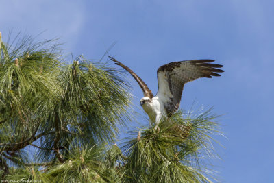 Western Osprey (Pandion haliaetus)