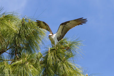 An Osprey landing in a pine tree